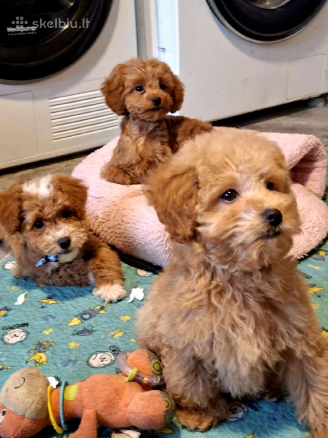 Cavapoo - nuotraukos Nr. 17