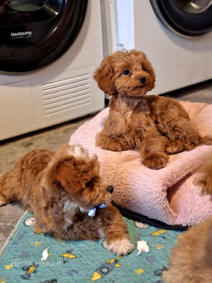 Cavapoo - nuotraukos Nr. 18