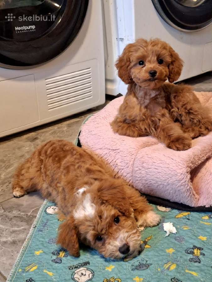 Cavapoo - nuotraukos Nr. 19