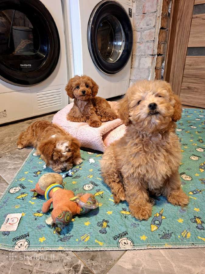 Cavapoo - nuotraukos Nr. 21