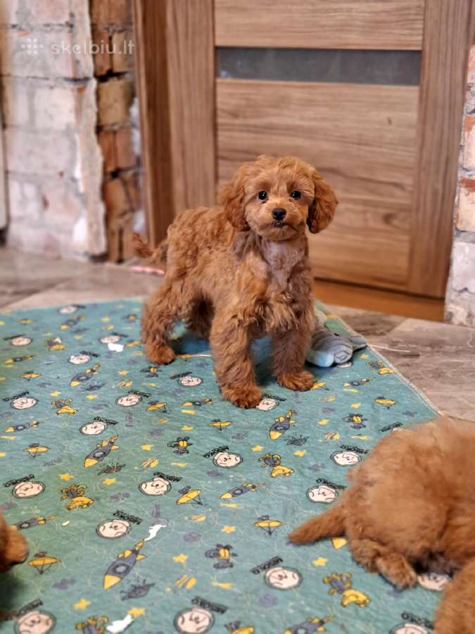 Cavapoo - nuotraukos Nr. 23