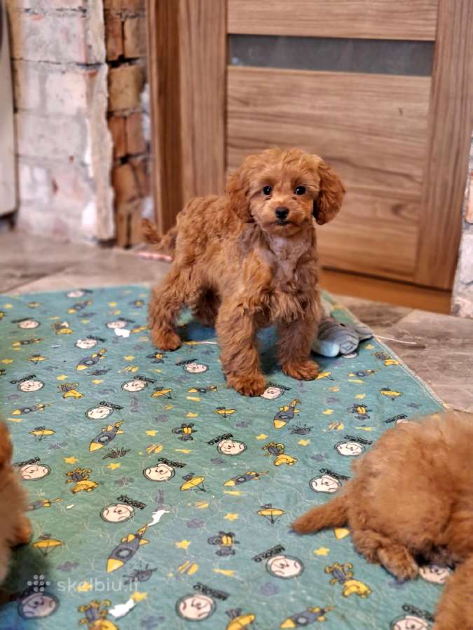 Cavapoo - nuotraukos Nr. 26