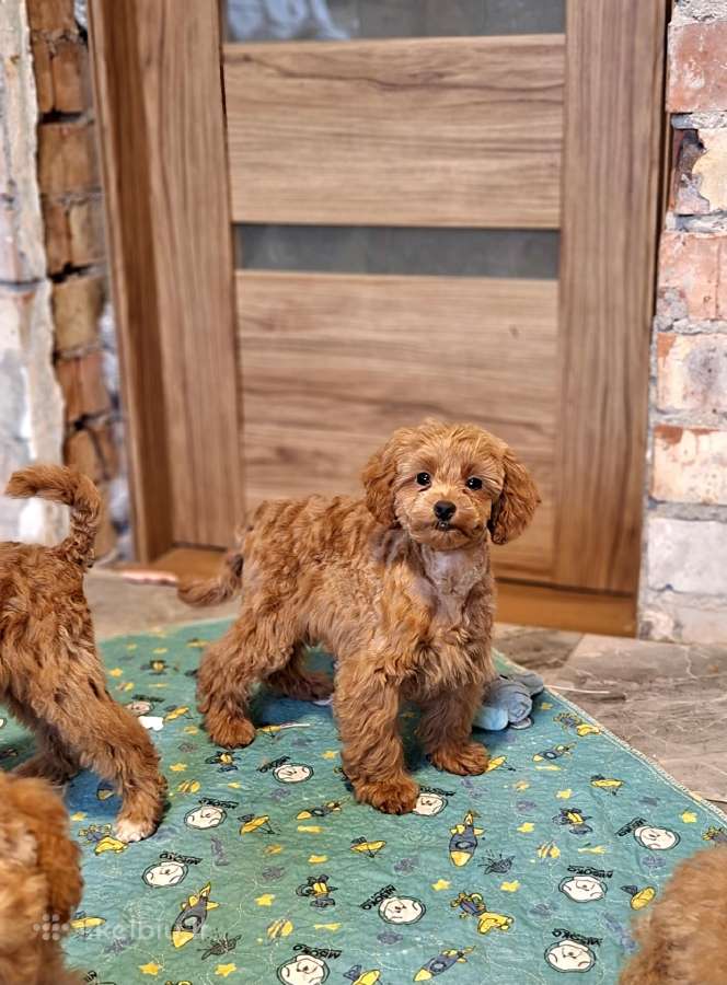 Cavapoo - nuotraukos Nr. 30