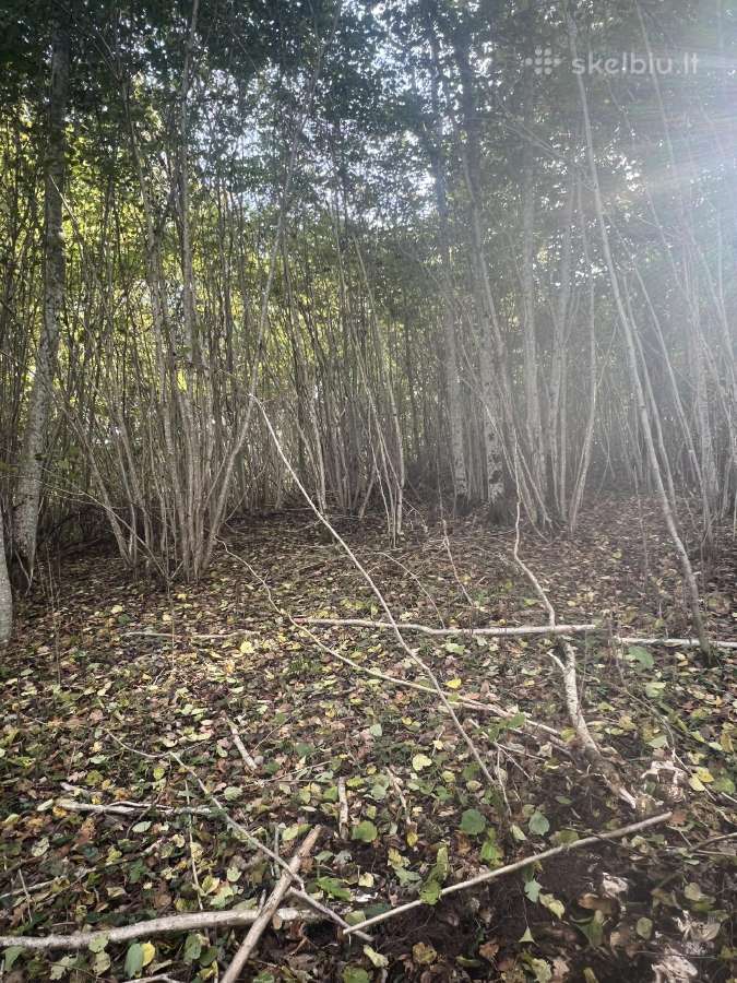 Sklypų valymas, miškų kirtimas ir biokuro ruoša - nuotraukos Nr. 2