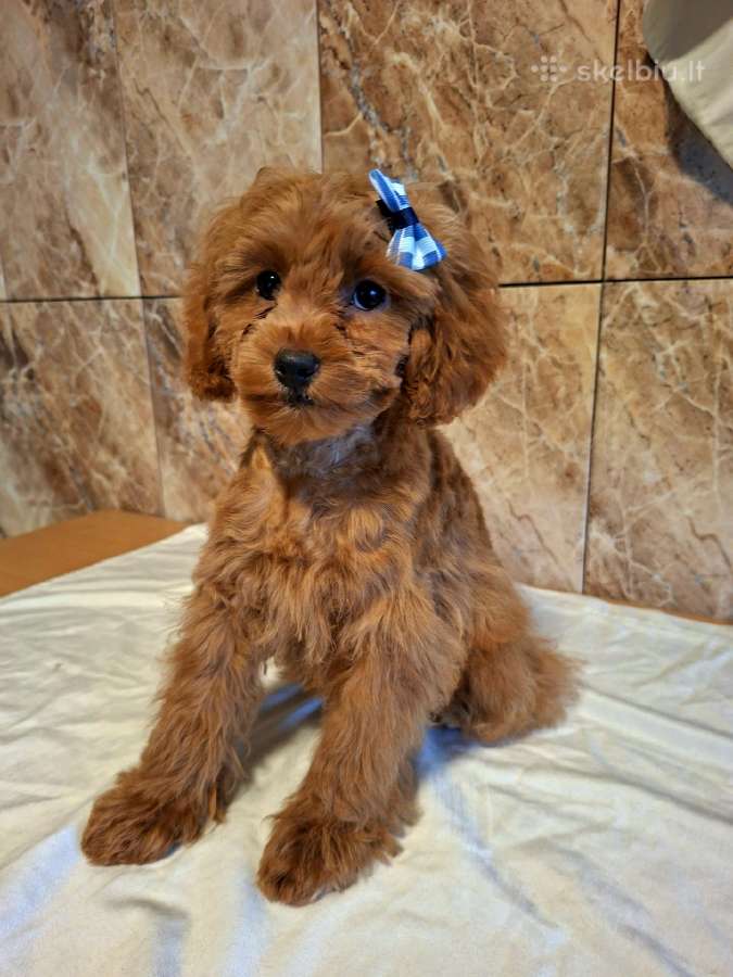Cavapoo - nuotraukos Nr. 28