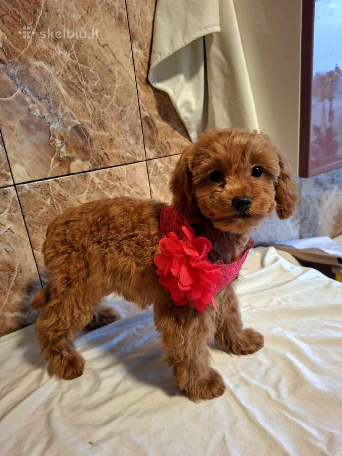 Cavapoo - nuotraukos Nr. 25
