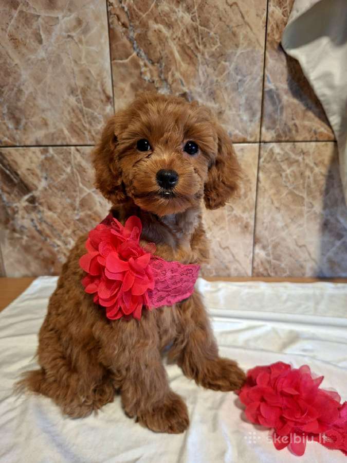 Cavapoo - nuotraukos Nr. 27