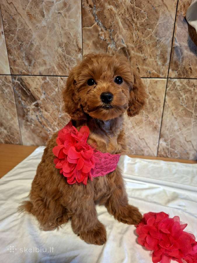 Cavapoo - nuotraukos Nr. 29