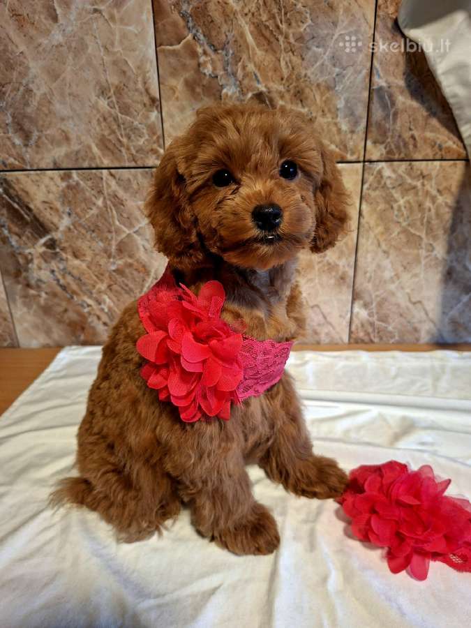 Cavapoo - nuotraukos Nr. 31