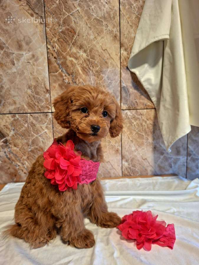 Cavapoo - nuotraukos Nr. 32