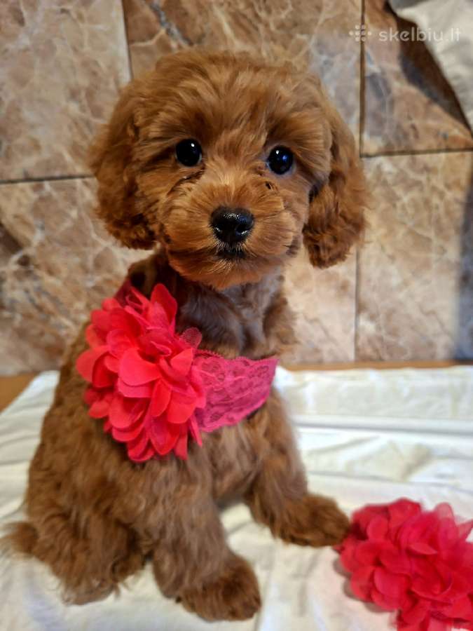 Cavapoo - nuotraukos Nr. 33