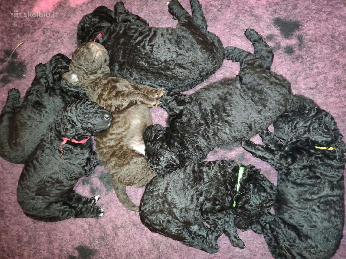 Garbanotas retriveris / Curly coated retriever - nuotraukos Nr. 4