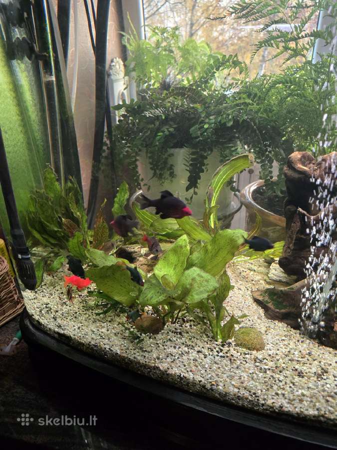 Akvariumas - nuotraukos Nr. 2