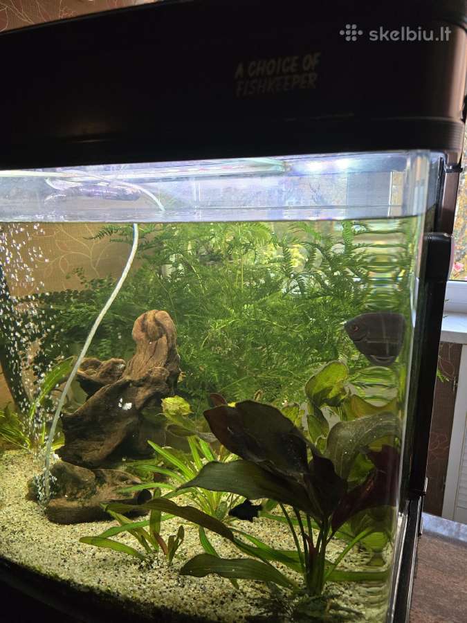 Akvariumas - nuotraukos Nr. 3