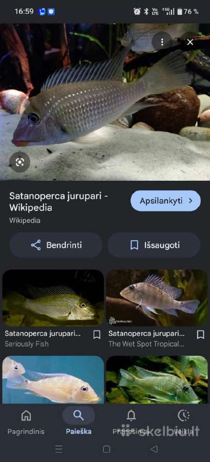 Satanoperca jurupari (Jurupari žuvis). - nuotraukos Nr. 3