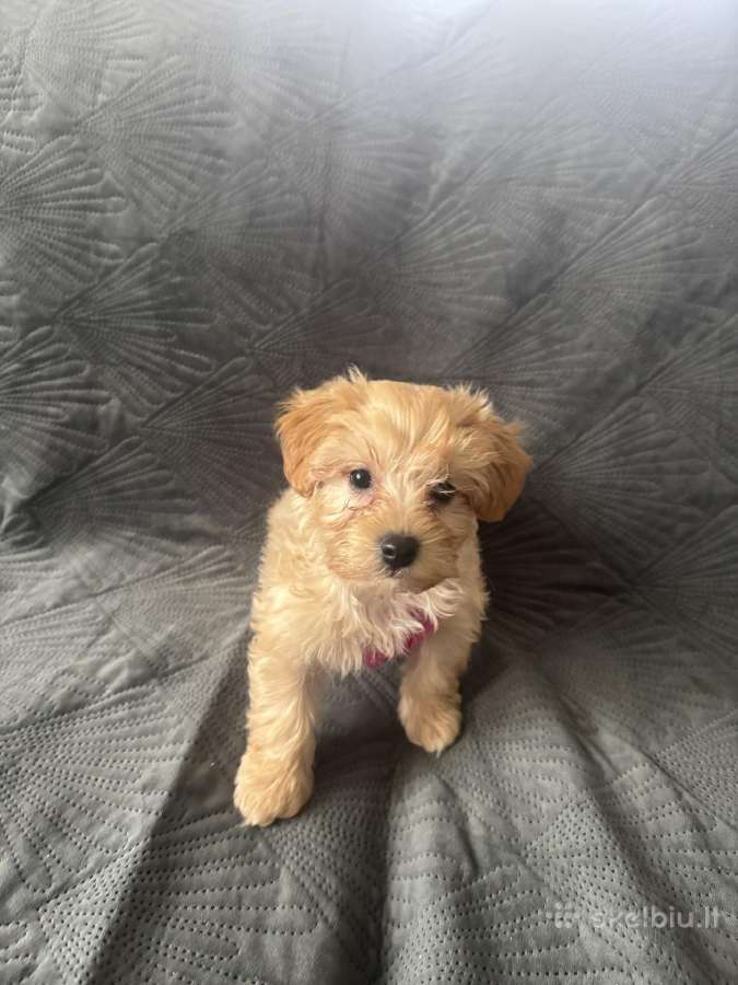 Mergyte maltipoo - nuotraukos Nr. 4