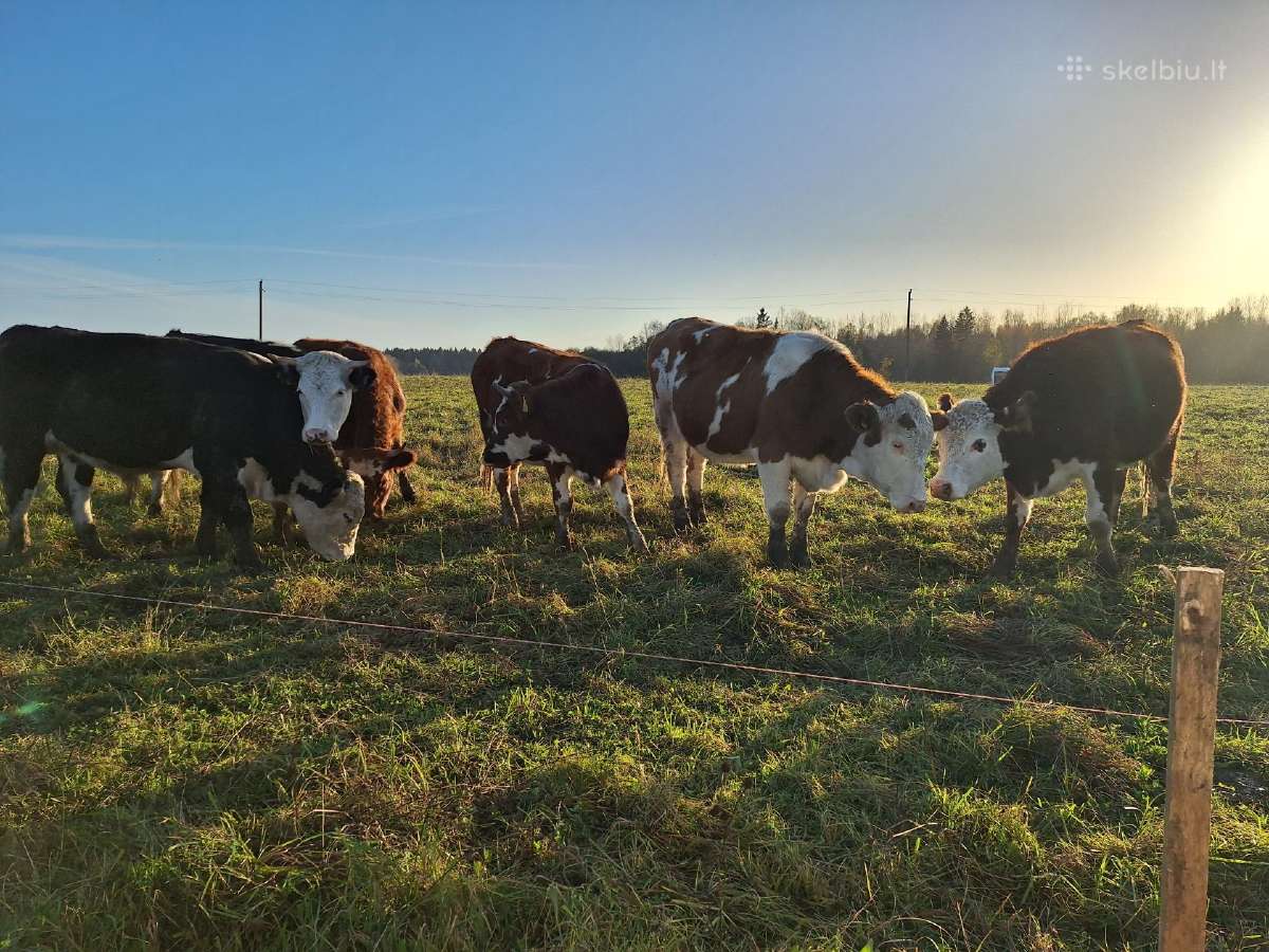 Parduodu vesinčias mėsines tylčias - nuotraukos Nr. 3