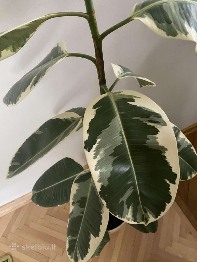 Margalapis fikusas Elastica Doescheri - nuotraukos Nr. 3