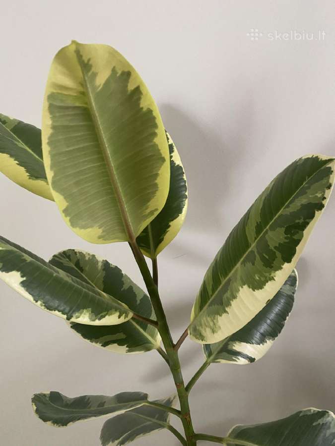 Margalapis fikusas Elastica Doescheri - nuotraukos Nr. 4
