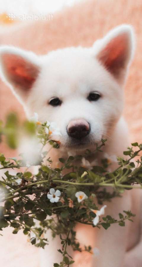 Akita Inu šuniukai - nuotraukos Nr. 2