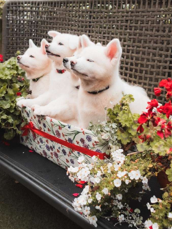 Akita Inu šuniukai - nuotraukos Nr. 3