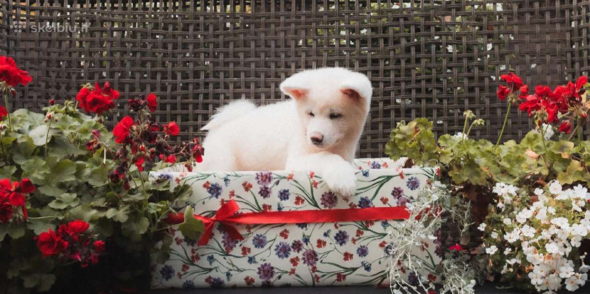 Akita Inu šuniukai - nuotraukos Nr. 4