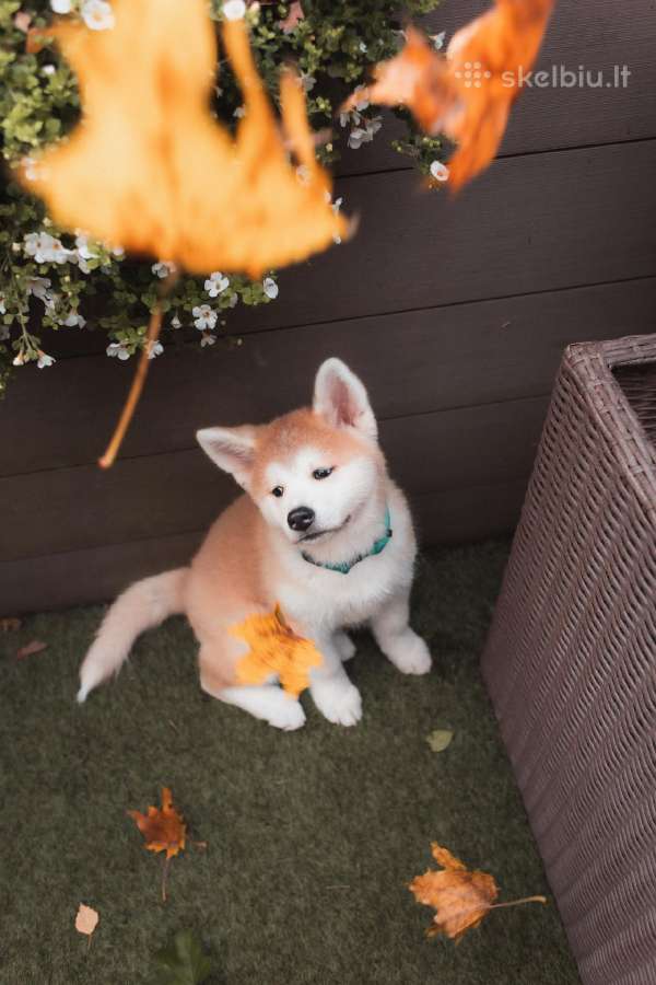 Akita Inu šuniukai - nuotraukos Nr. 5
