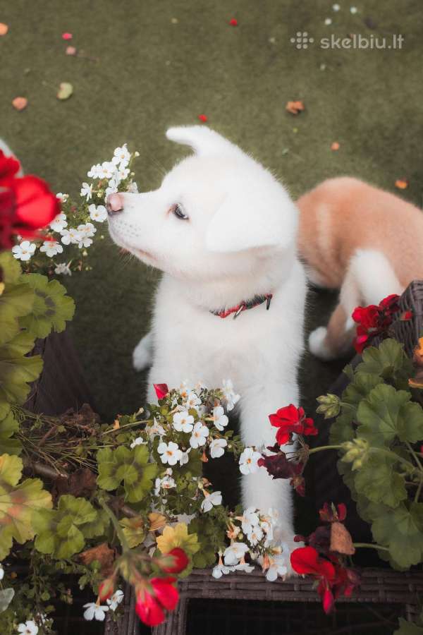 Akita Inu šuniukai - nuotraukos Nr. 6
