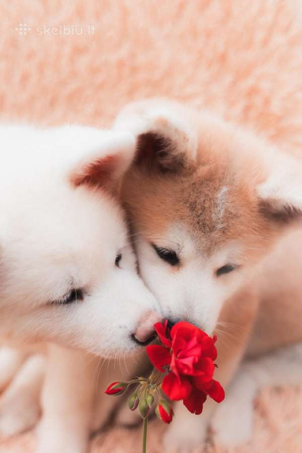 Akita Inu šuniukai - nuotraukos Nr. 7
