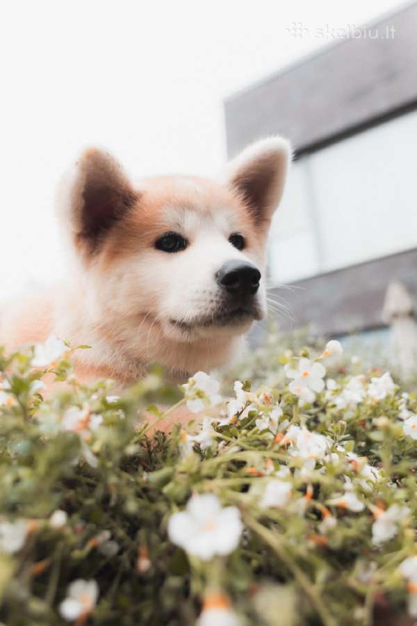 Akita Inu šuniukai - nuotraukos Nr. 8