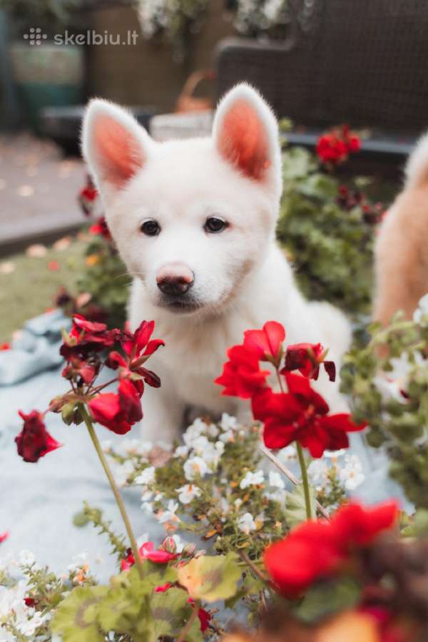 Akita Inu šuniukai - nuotraukos Nr. 9