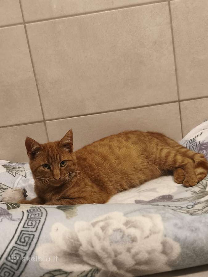 Ieškome namų katinėliams (juodas ir ryžiukas) - nuotraukos Nr. 2