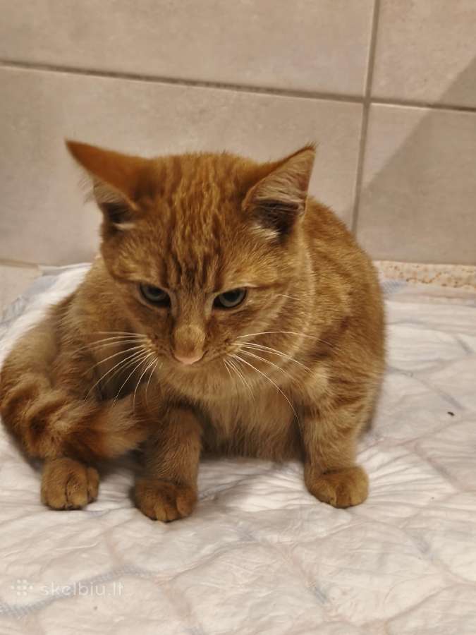 Ieškome namų katinėliams (juodas ir ryžiukas) - nuotraukos Nr. 4