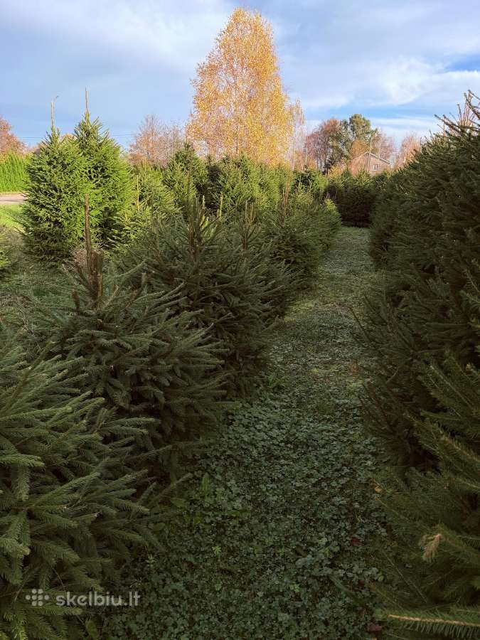 Kėnio šakos, eglutės kirstos ir vazonuose - nuotraukos Nr. 17