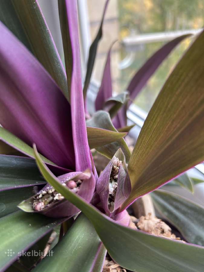 Didelis žydintis dvispalvis rėjus (Tradescantia) - nuotraukos Nr. 2