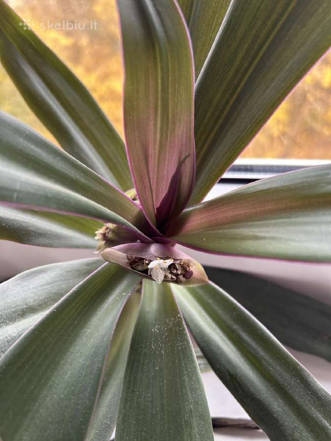 Didelis žydintis dvispalvis rėjus (Tradescantia) - nuotraukos Nr. 3