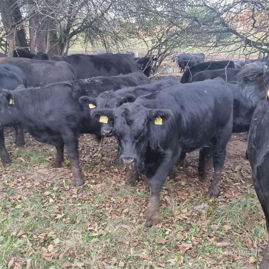 Grynaveislės angus telyčios iš Eko ūkio - nuotraukos Nr. 3