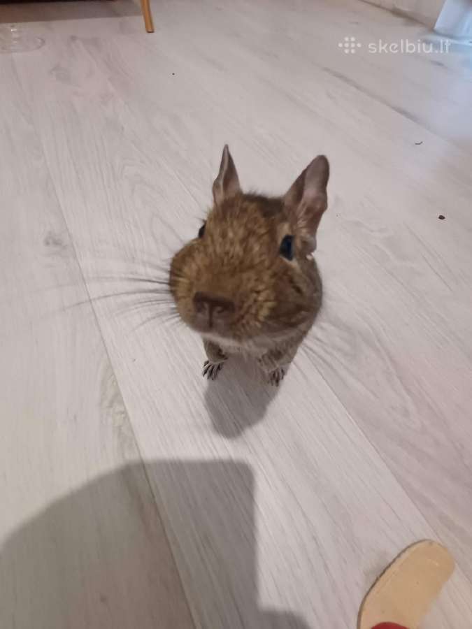Parduodu degu su narvu, maistu ir kitais priedais - nuotraukos Nr. 2