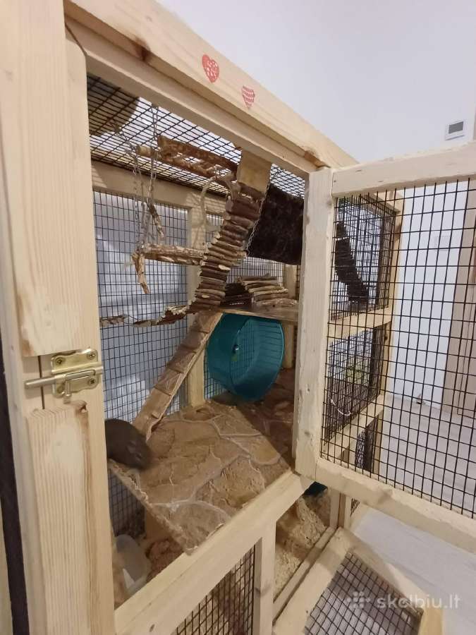 Parduodu degu su narvu, maistu ir kitais priedais - nuotraukos Nr. 4