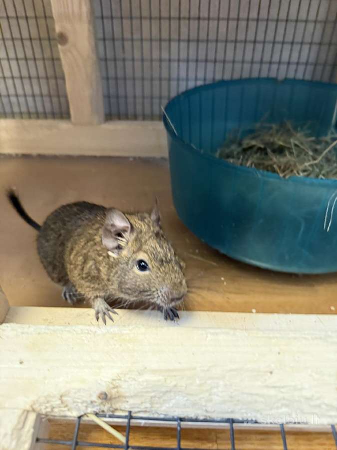Parduodu degu su narvu, maistu ir kitais priedais - nuotraukos Nr. 8