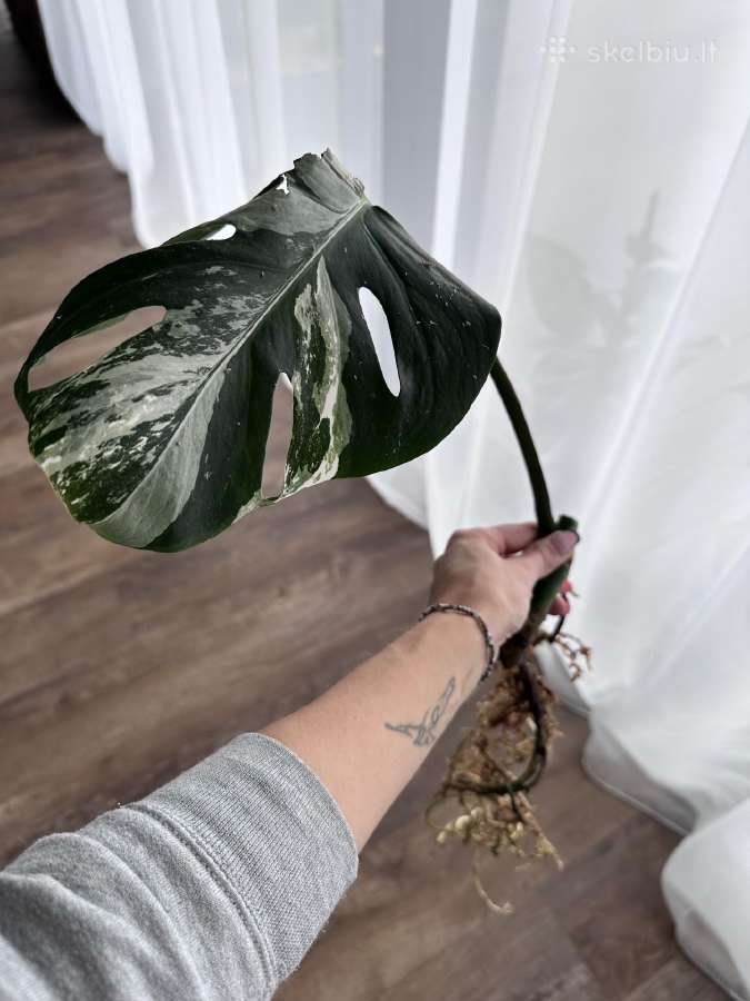 Monstera albo variagata karpiniai - nuotraukos Nr. 2