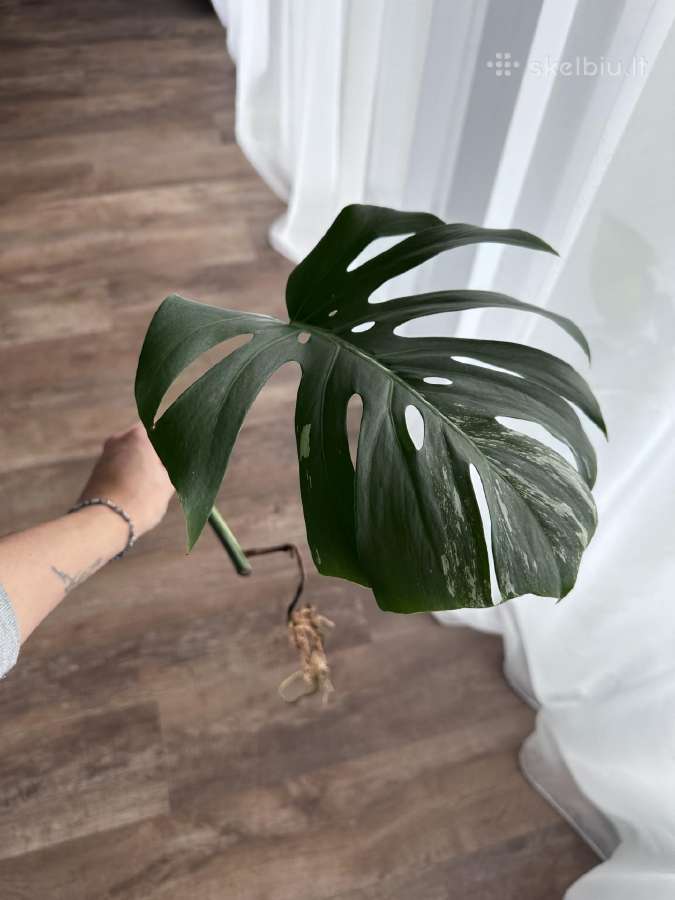 Monstera albo variagata karpiniai - nuotraukos Nr. 3