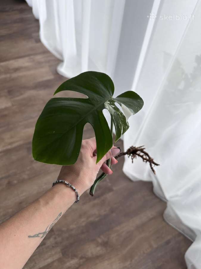 Monstera albo variagata karpiniai - nuotraukos Nr. 4