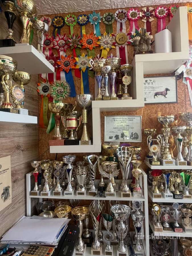 Triušiniai taksiukai su kilmes dok - nuotraukos Nr. 12