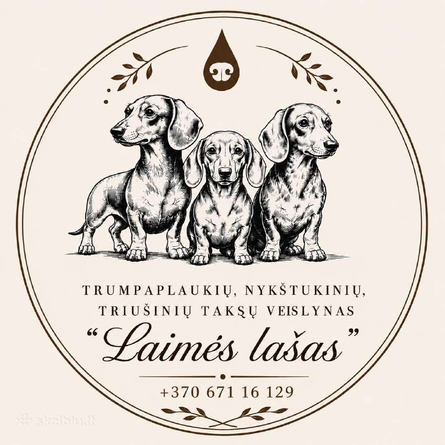 Triušiniai taksiukai su kilmes dok - nuotraukos Nr. 13