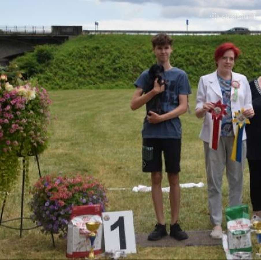 Triušiniai taksiukai su kilmes dok - nuotraukos Nr. 18