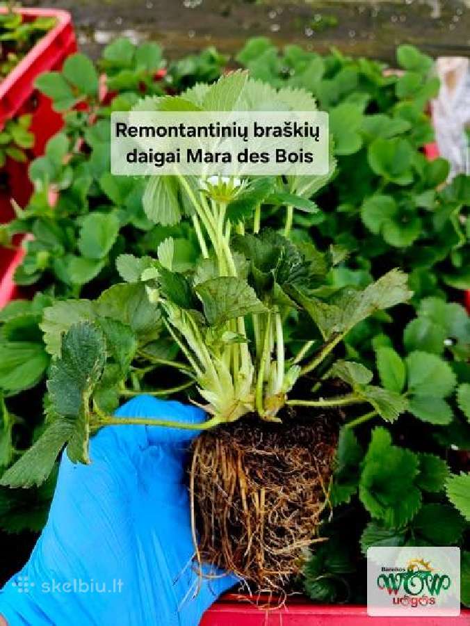 Braškių, žemuogių ir aviečių daigai, uogų vazonai - nuotraukos Nr. 3