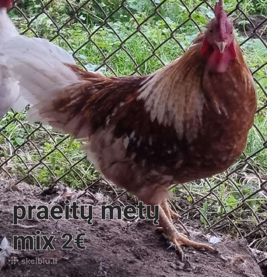 Gaidžiai - nuotraukos Nr. 6