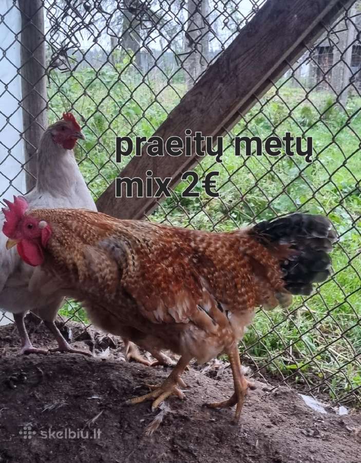 Gaidžiai - nuotraukos Nr. 7