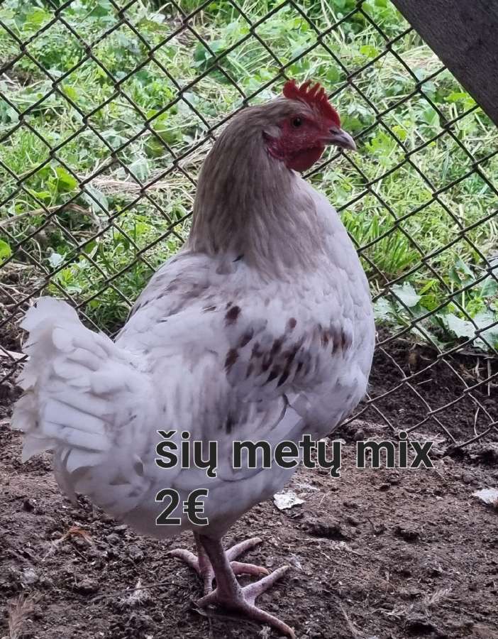 Gaidžiai - nuotraukos Nr. 8